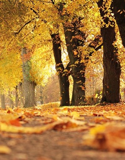 Taking a little while off during the Autumn break?