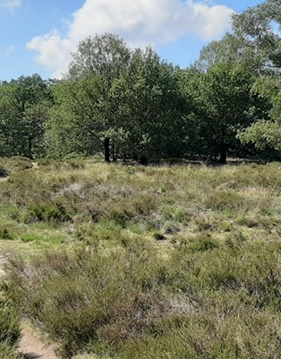 Zomers vakantie vieren op de Veluwe